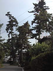 杉