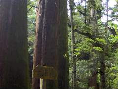 杉