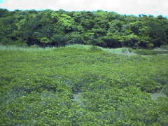 岸