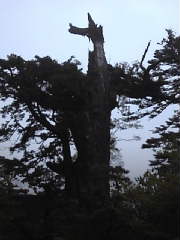 遭