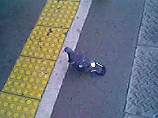 �����w�̔�