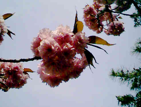 ����_�Ђ̍��A�b�v