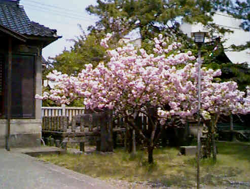 ����_�Ђ̍��P